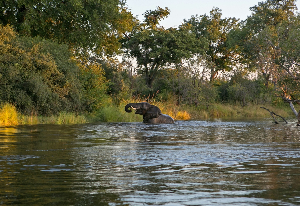 An elephant wades through a calm river with its distinctive curved trunk and dark body partially submerged in the water. The background features dense vegetation including mature trees and tall golden grasses along the shoreline, with warm lighting suggesting either early morning or late afternoon. A fallen branch extends into the frame from the right side, while the water's surface reflects the surrounding landscape.