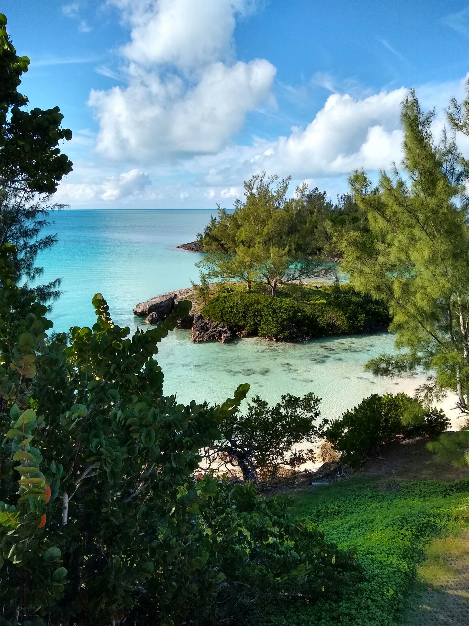 A coastal view showing a small turquoise bay in Bermuda with clear shallow water and a sandy beach. Rocky coral formations are visible in the water near the shore. The coastline is densely vegetated with various tropical plants including feathery casuarina pine trees on the right side and broad-leafed vegetation in the foreground on the left. A blue sky with scattered white clouds is visible above the water. 
