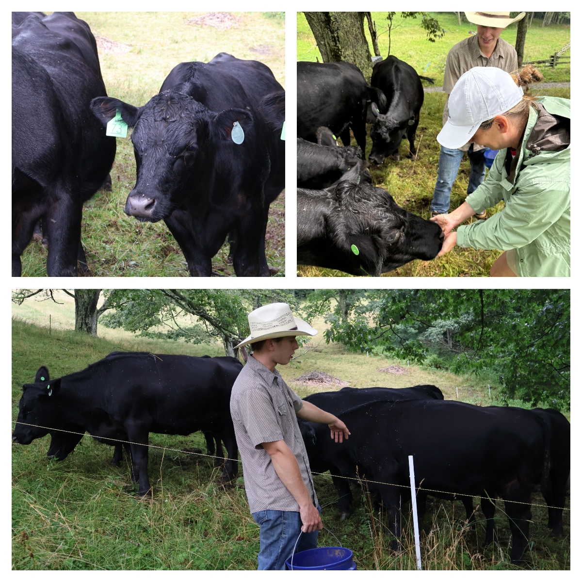 A three-image collage featuring black cattle and ranch activities. The top left shows a close-up of a black cow with green identification tags in its ears, while the top right depicts a child in a white cap reaching out to pet a black calf as other cattle and a rancher look on. The bottom image shows a person in a cowboy hat carrying a blue bucket while walking alongside a wire fence with black cattle grazing nearby.