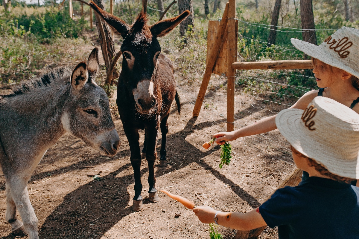 Two donkeys, one gray and one dark brown, stand in a fenced enclosure as a person wearing a wide-brimmed straw hat extends carrots and fresh greens toward them. The setting appears to be a rural farm area with wooden fencing and trees visible in the background. The person is positioned on the right side of the frame, offering the vegetables to the animals at close range.