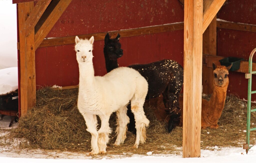 Best Inns in Southern Vermont: Hill Farm Inn