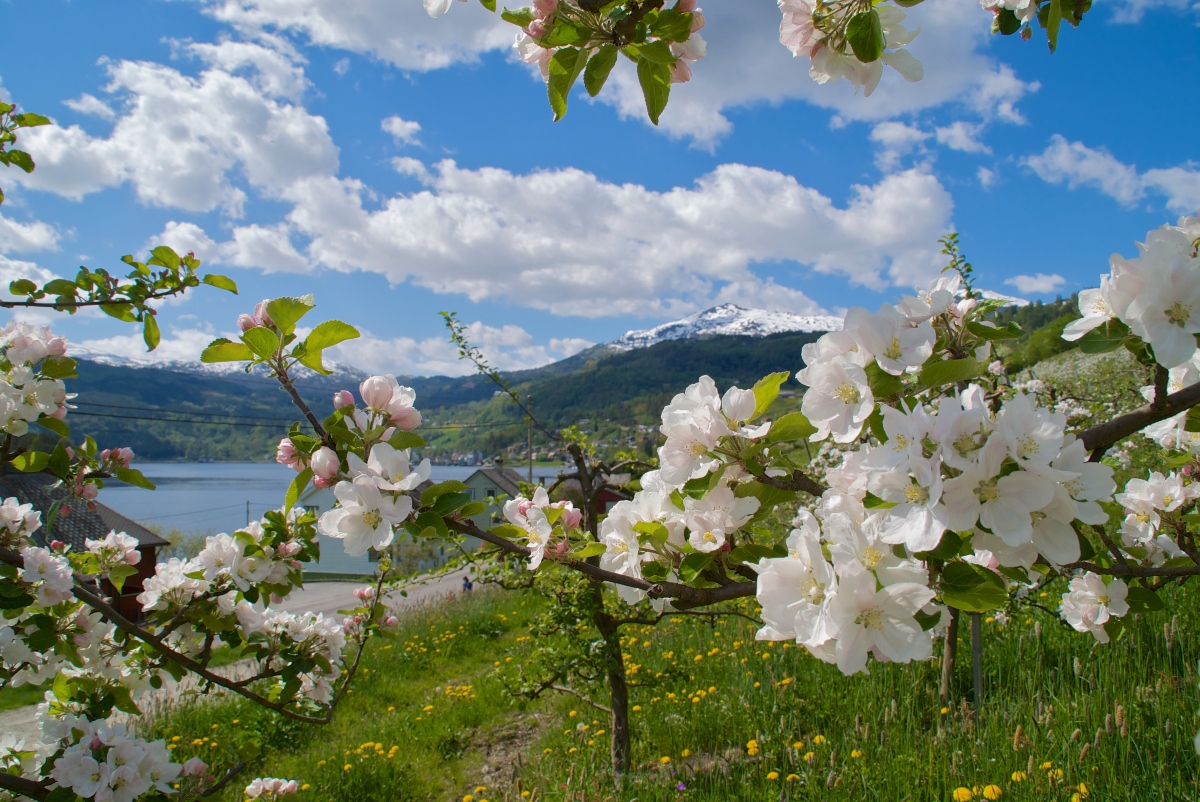 White apple blossoms frame the foreground of the image, their delicate petals and green leaves hanging from dark branches above a grassy meadow dotted with yellow wildflowers. Beyond the meadow, a calm blue lake stretches across the middle distance, with small buildings visible along its shore. A snow-capped mountain rises prominently in the background beneath a bright blue sky filled with puffy white clouds.