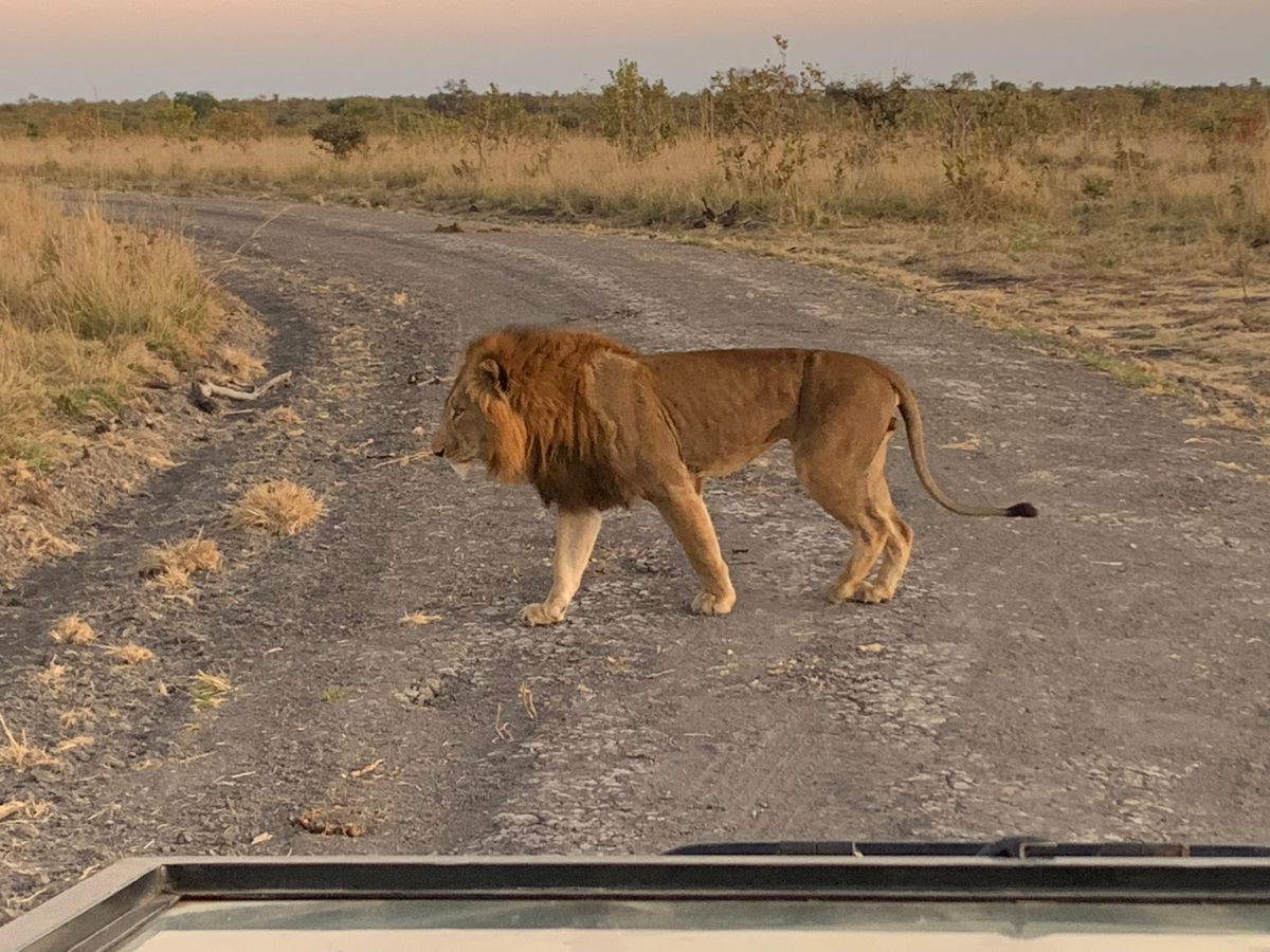 Tips for Taking a Safari with Kids
