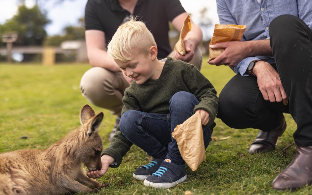 A young child with blonde hair wearing a dark green sweater crouches down on grass to hand-feed a small brown marsupial, likely a wallaby or small kangaroo. Two adults are positioned behind the child, partially visible and holding what appear to be paper feed bags. The scene takes place outdoors on a grassy area, suggesting an interactive wildlife experience where visitors can feed native animals.