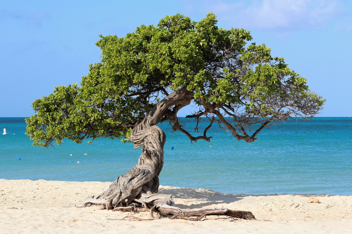 A solitary tree with a dramatically twisted and gnarled gray trunk grows on white sand, its branches extending horizontally with dense green foliage shaped by wind. The tree stands against a backdrop of calm turquoise ocean water under a clear blue sky, with a few people visible swimming in the distance.