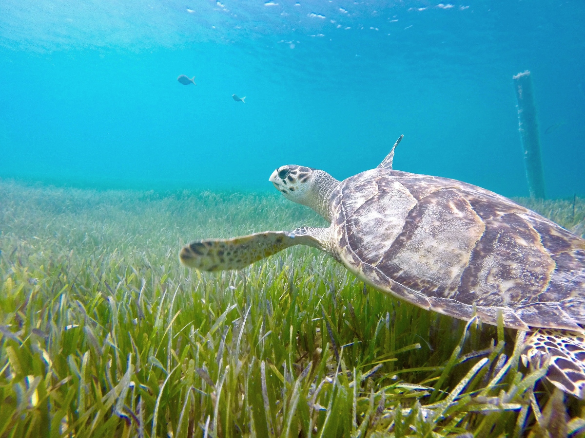 A sea turtle swims over a bed of green seagrass in clear turquoise water, with its patterned shell and flippers visible in profile. Small fish and a snorkeler are visible in the background of the shallow, sunlit underwater scene.