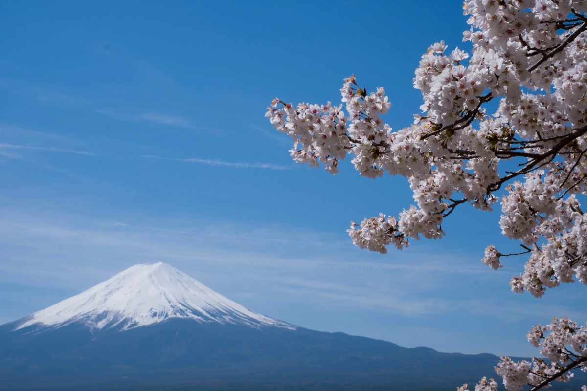 A snow-capped Mount Fuji rises in the distance against a clear blue sky, with its distinctive symmetrical cone shape visible on the horizon. Pink and white cherry blossom branches frame the right side of the composition in full bloom, extending from the upper right corner downward. The scene captures the contrast between the distant mountain landscape and the delicate spring flowers in the foreground.