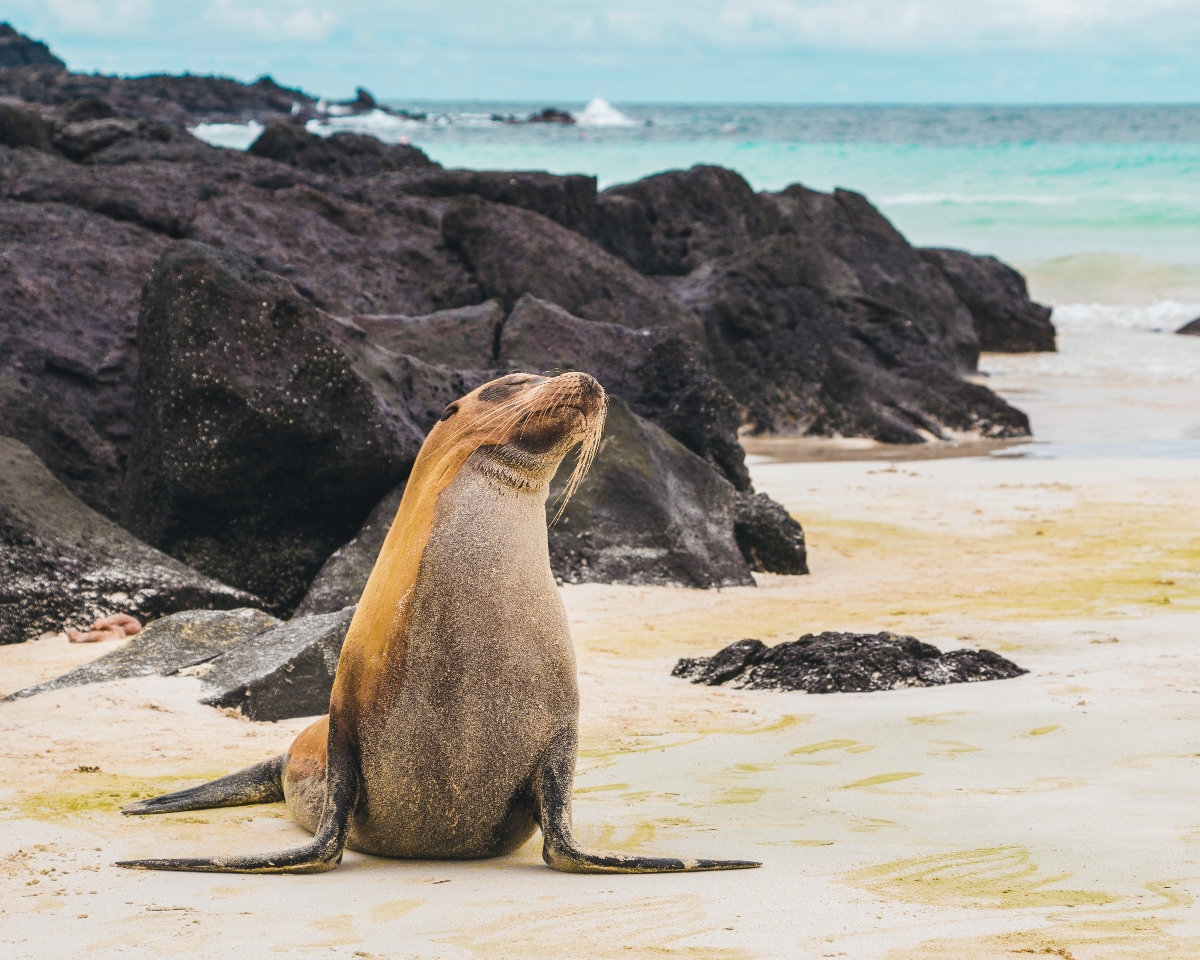 A golden-brown sea lion sits on a sandy beach with its head tilted upward, positioned among scattered dark volcanic rocks. The coastal scene features turquoise ocean water with white waves breaking against the rocky shoreline under a partly cloudy sky.