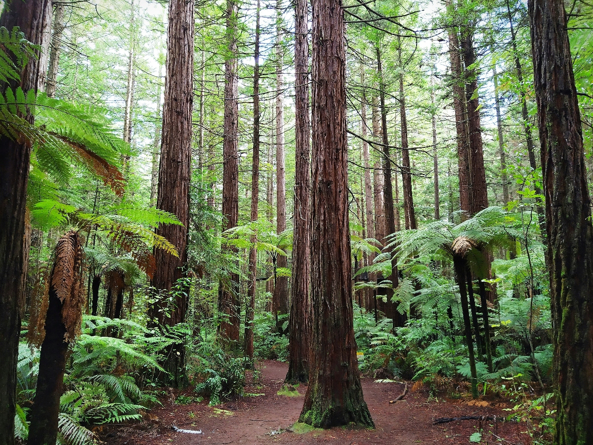 A forest path winds through towering redwood trees with distinctive reddish-brown bark, creating a natural corridor between the massive straight trunks. The forest floor and understory are dominated by large green ferns and lush vegetation, with natural light filtering down through the dense canopy above.